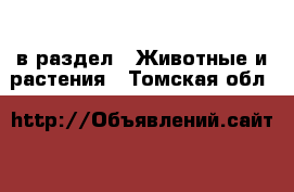  в раздел : Животные и растения . Томская обл.